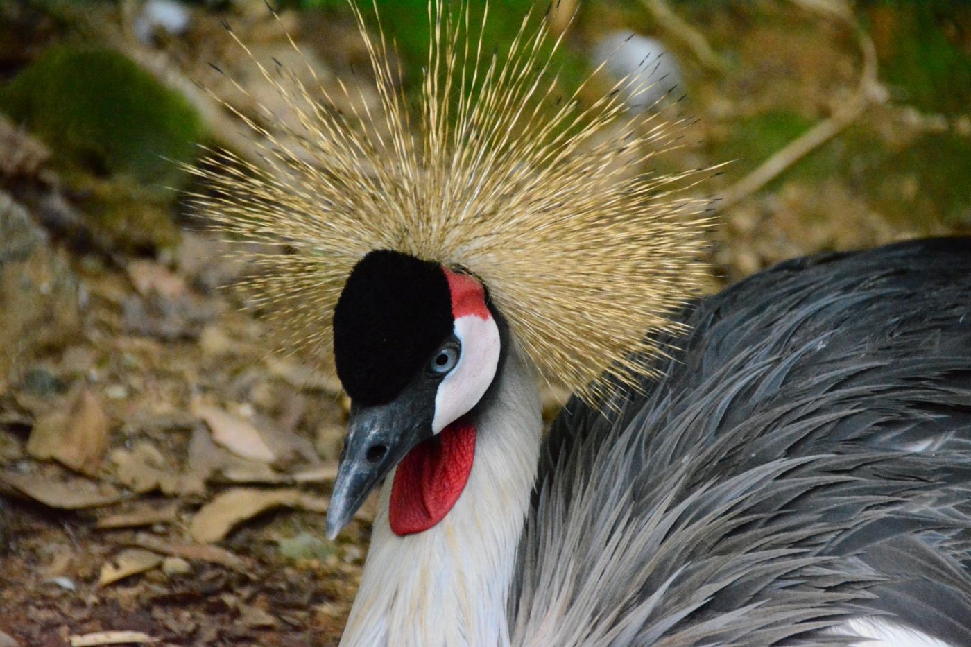 ネオパークオキナワ 名護自然植物公園