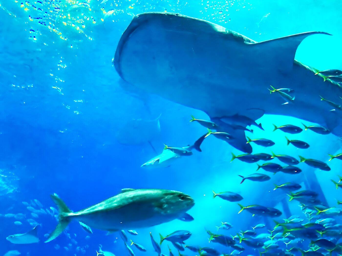 沖縄美ら海水族館
